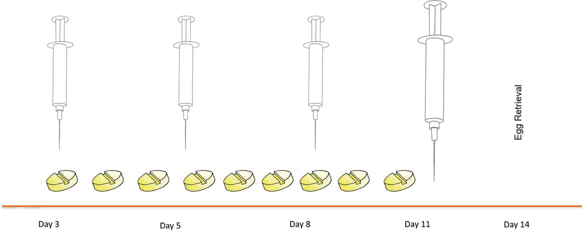 aldskfj Egg Retrieval Schedule 2