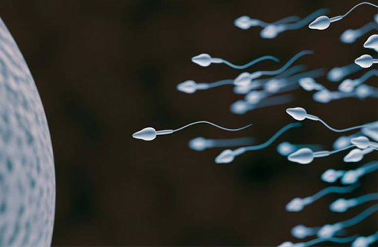 learning-fertility1 Learning fertility sperm