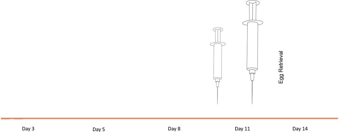 trim11 Egg Retrieval Schedule 1