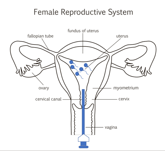 Female Reproductive System