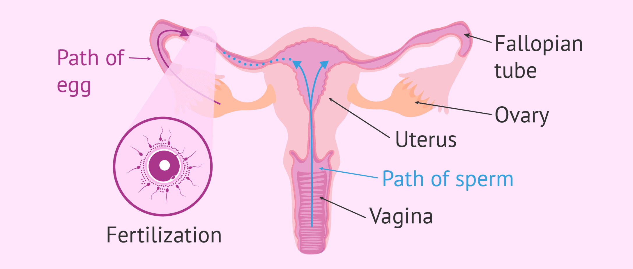 diagram-of-the-journey-of-sperm-to-egg