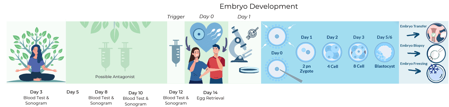 natural ivf