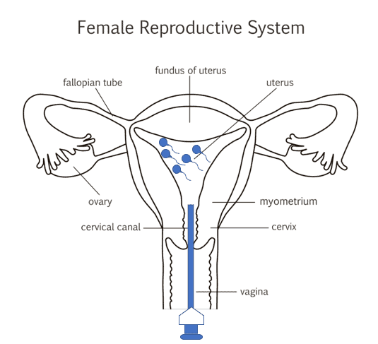 Female Reproductive System