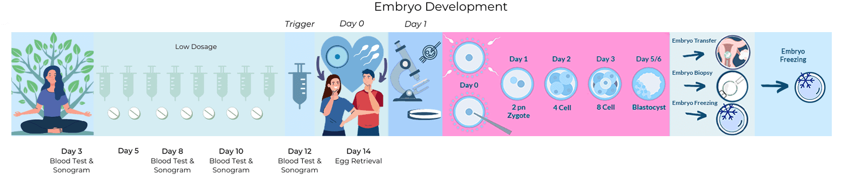 Mild-IVF-Timeline (1)
