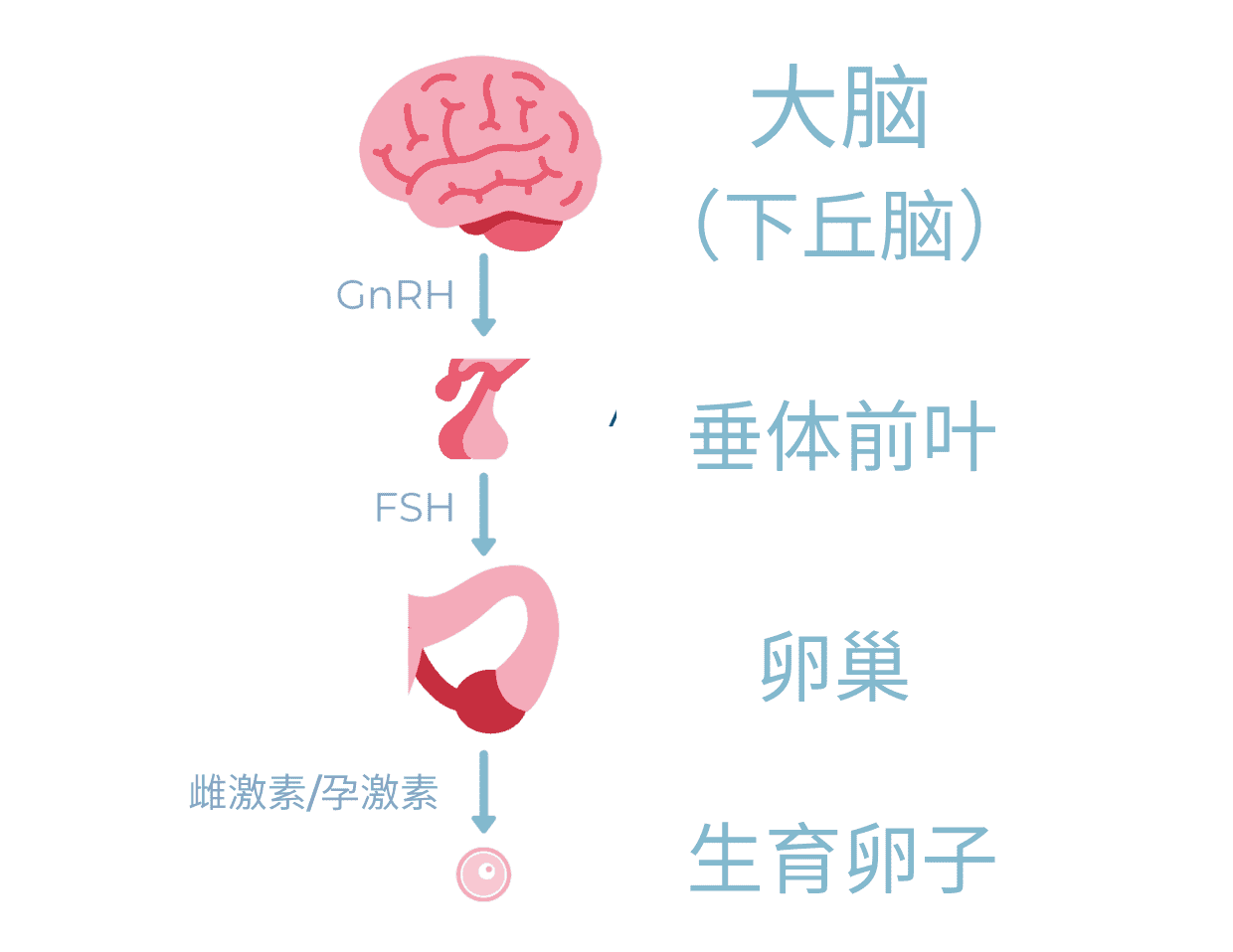大脑(下丘脑)