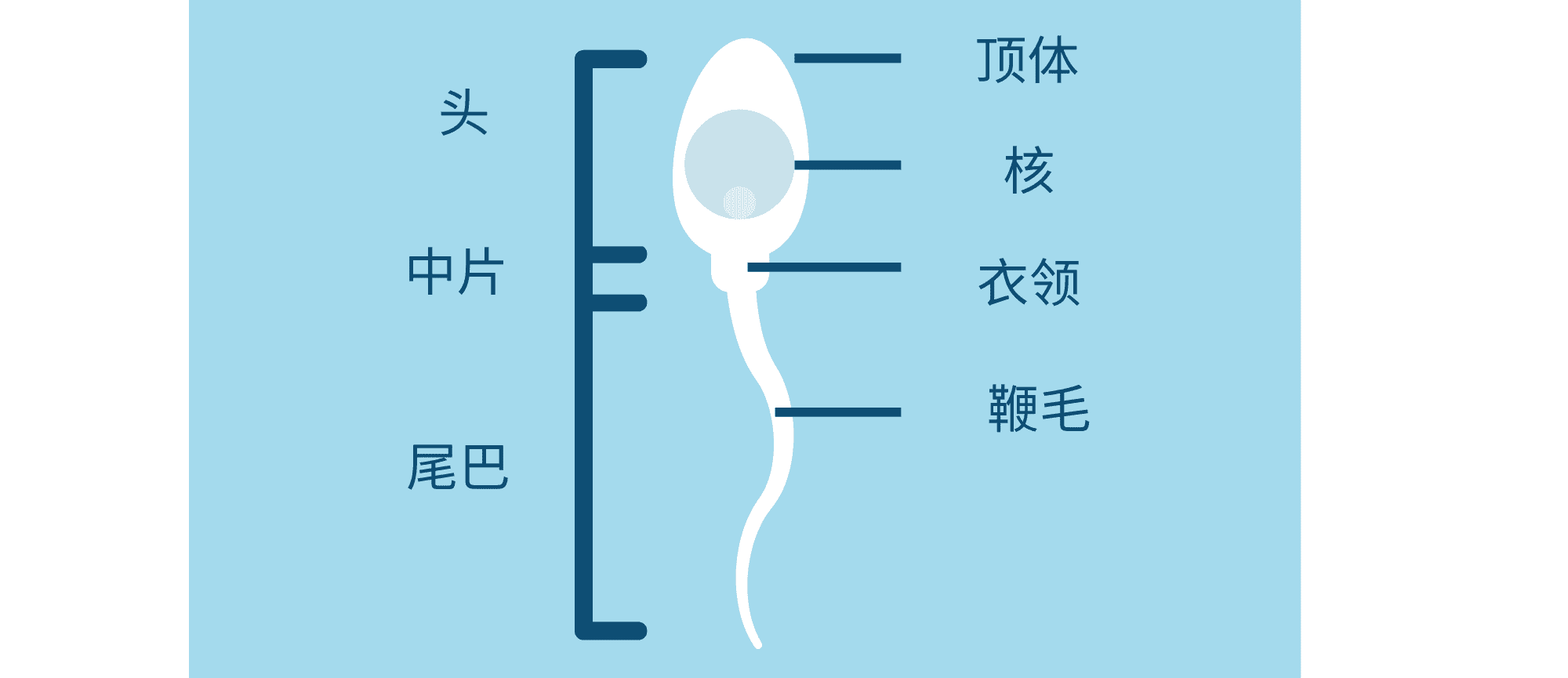 infohandoutschinese1