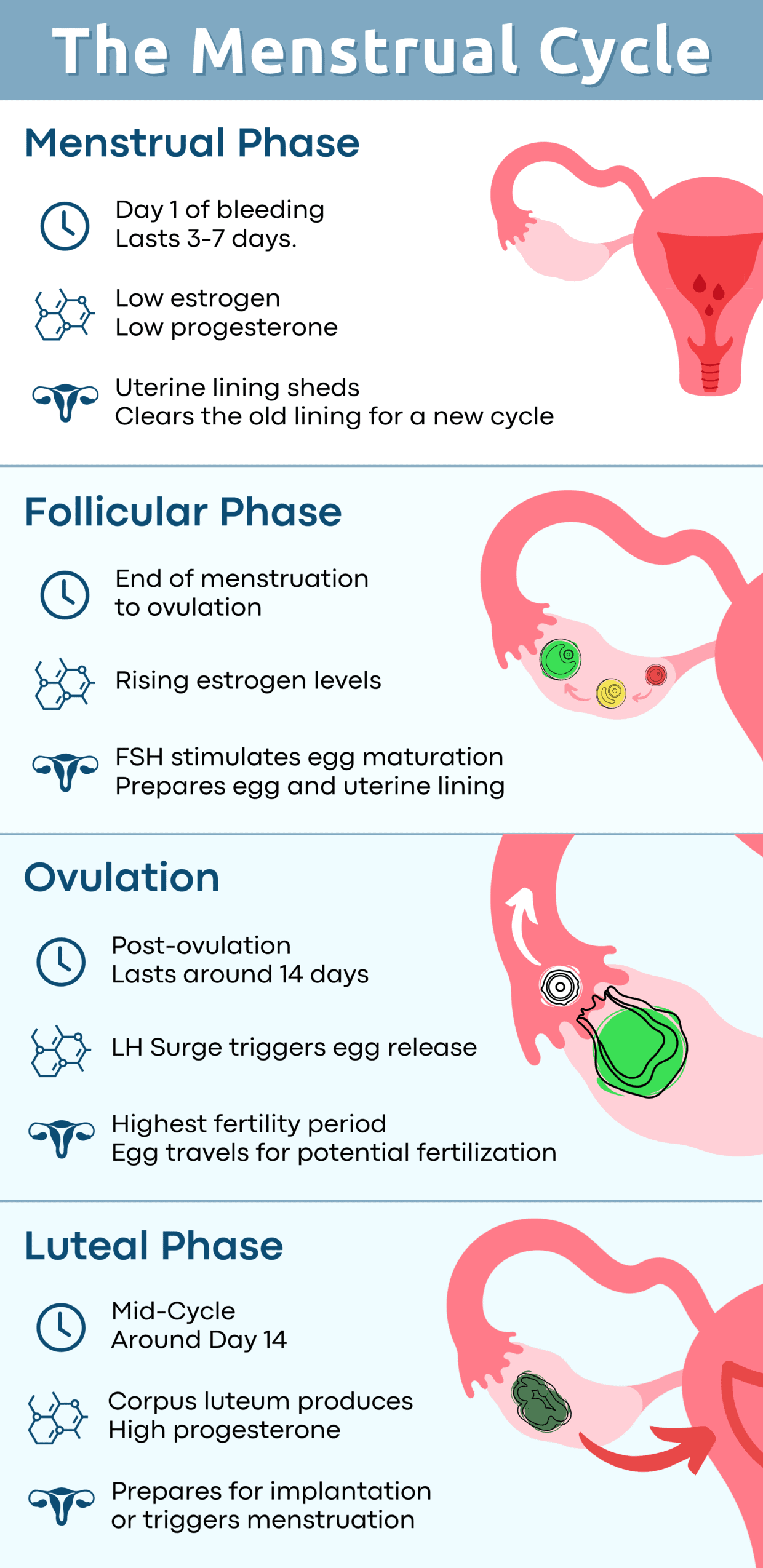 The Menstrual Cycle (2)